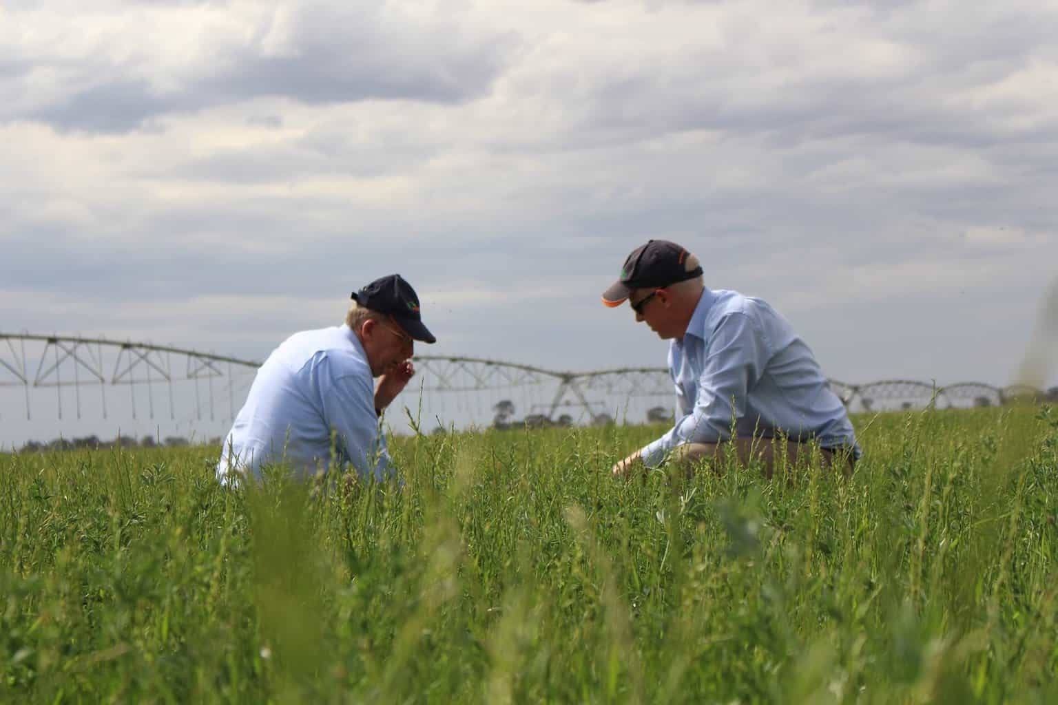 Feed centeal inspectors inspecting a crop