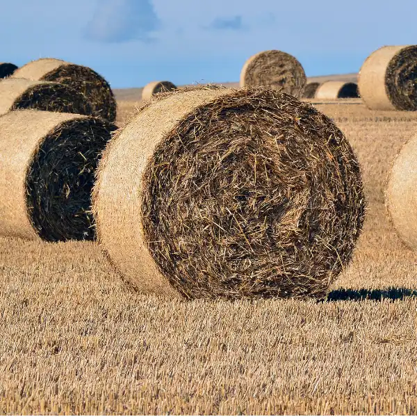 Round Hay Bales in Paddock