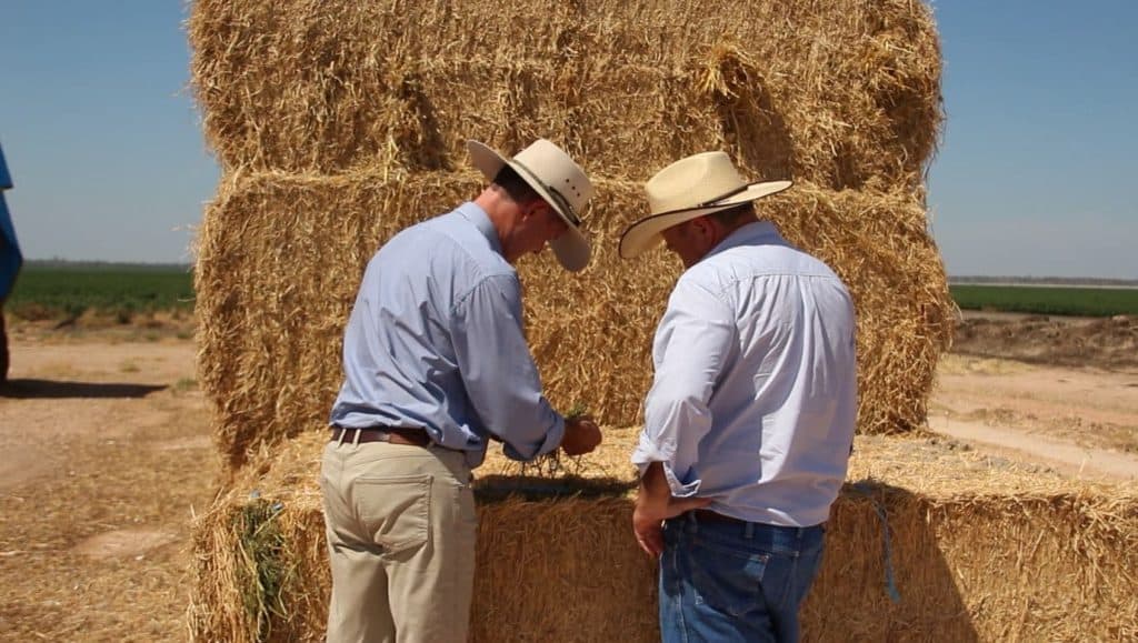 Hay being inspected by Feed Central