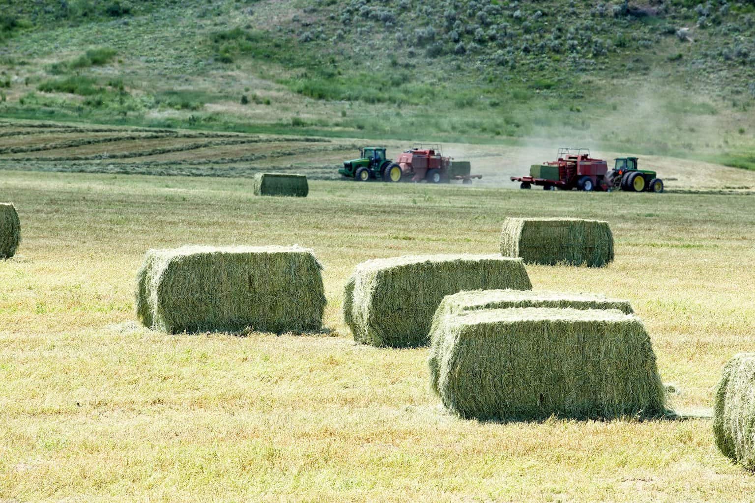 Large hay bales being made in paddock