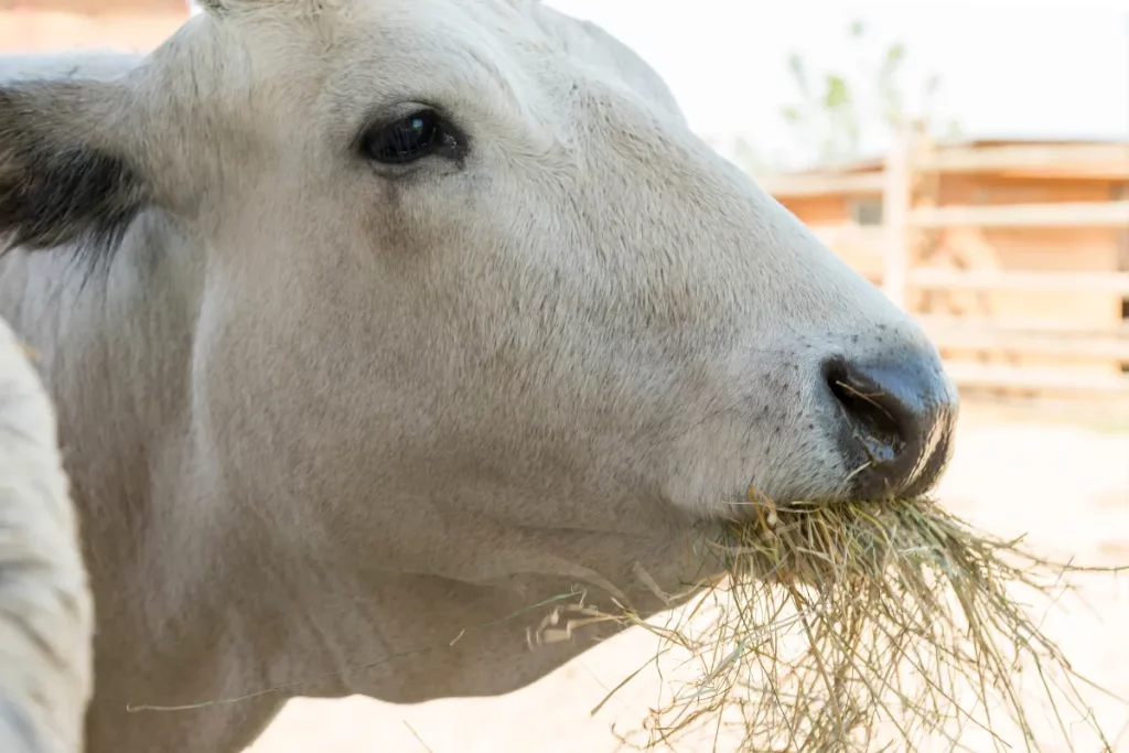 Cow eating Lucerne