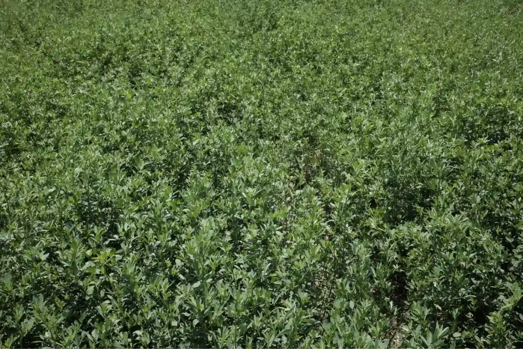 Lucerne crop