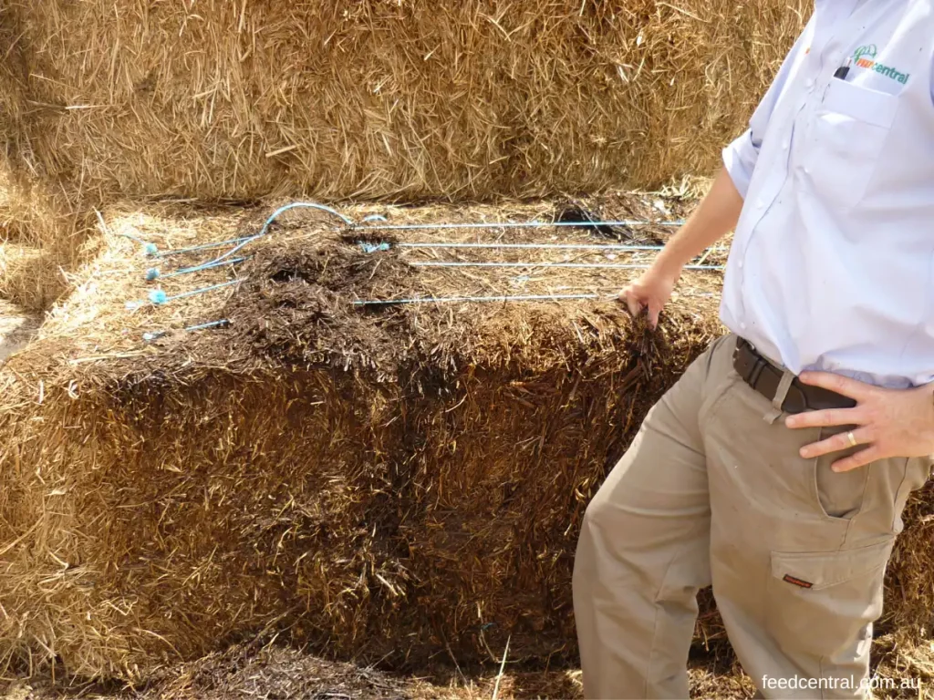 Mould on Hay bales