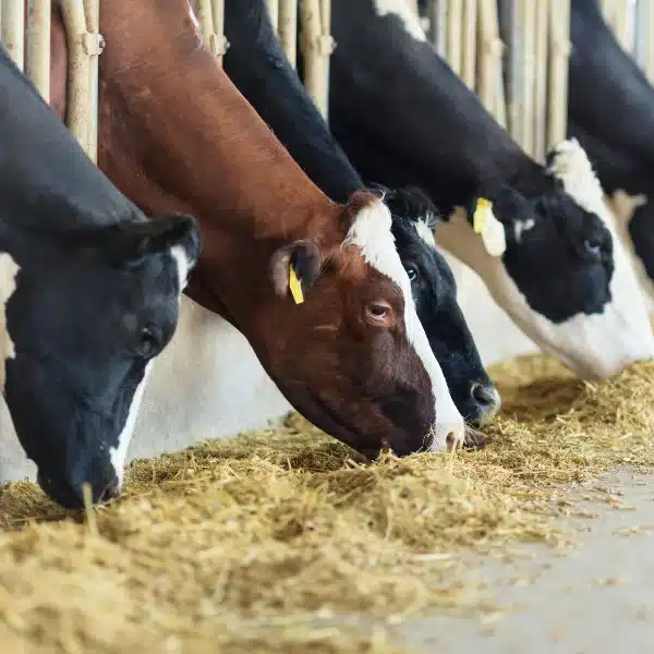 Dairy Cattle Eating Lucerne