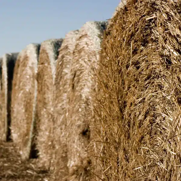 round bales in a row