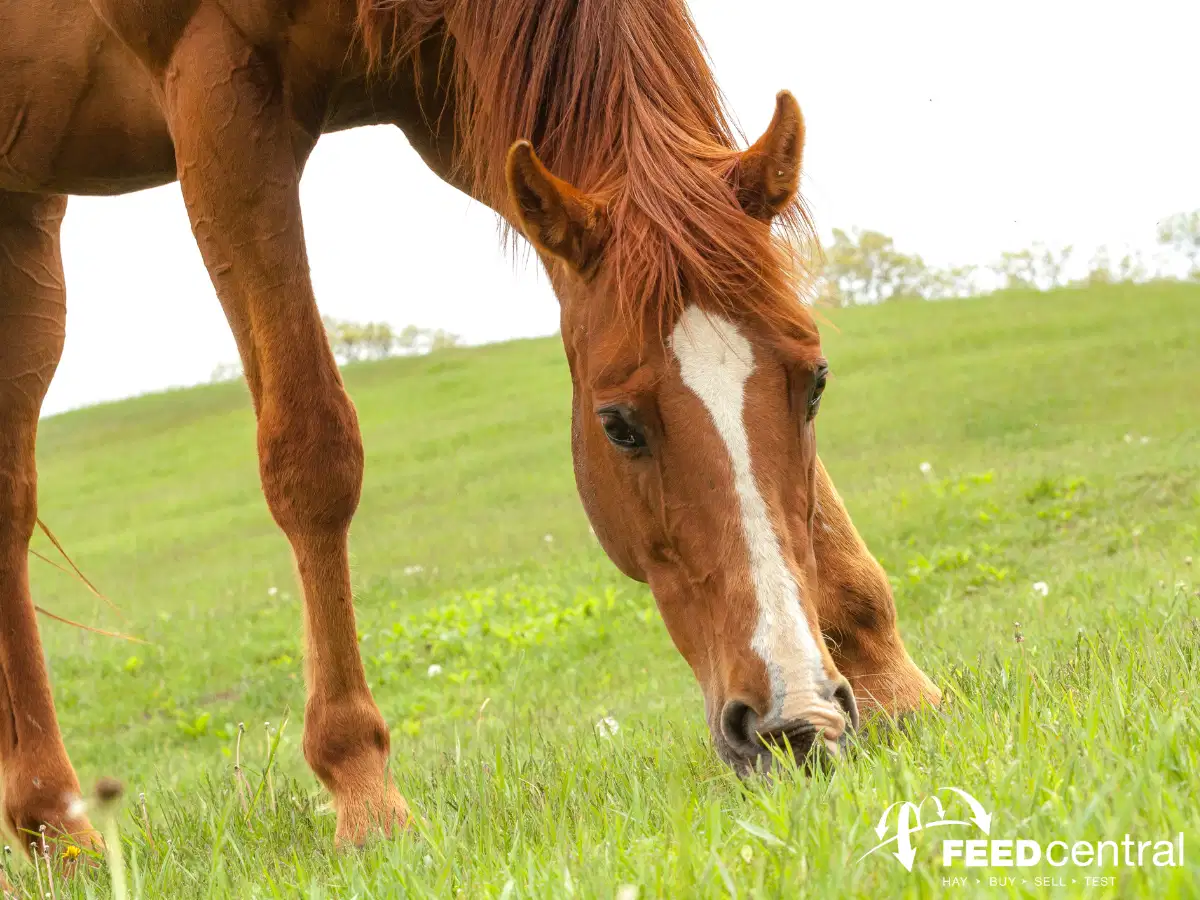 Horse grazing on grass